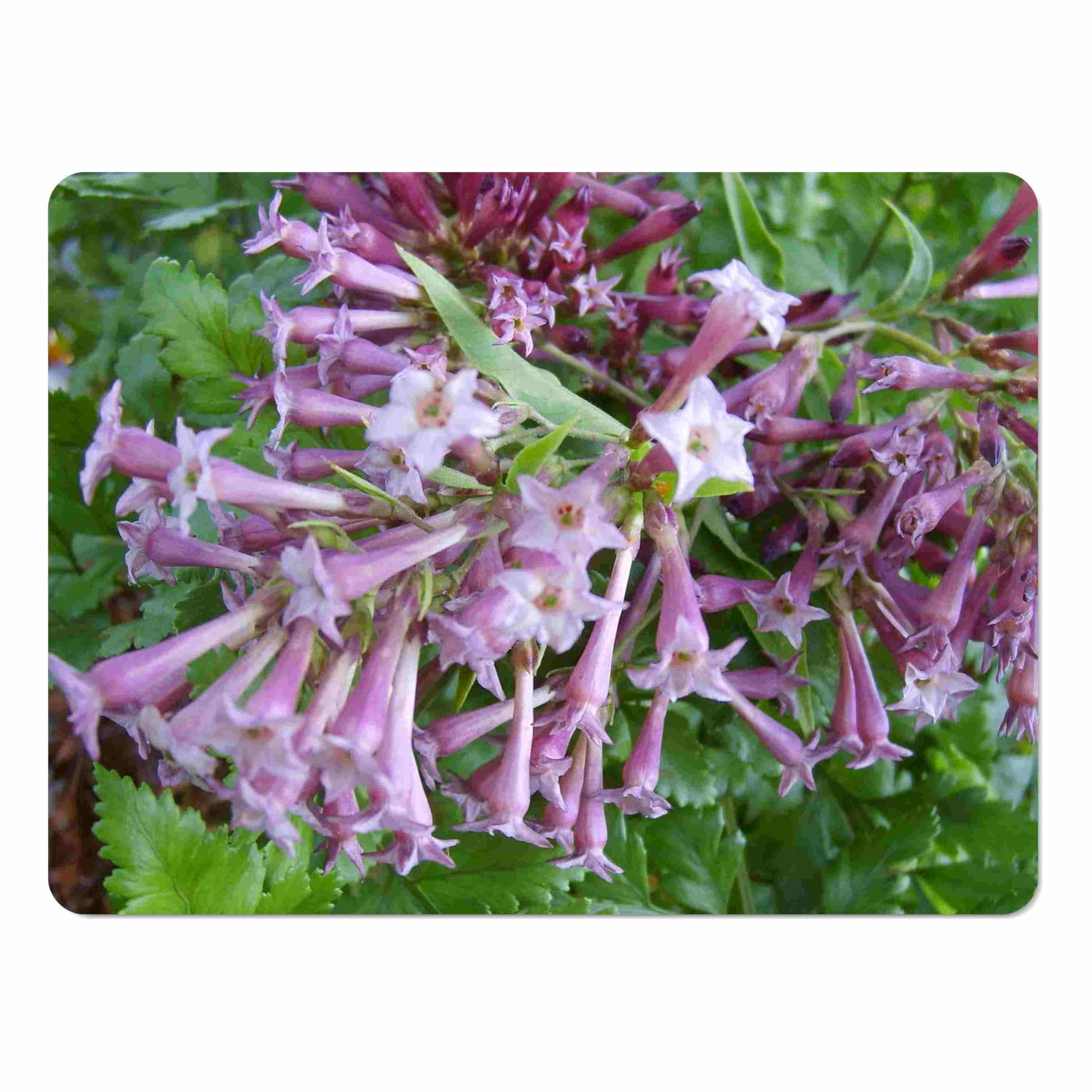 Amazon.com : Purple Jessamine - Cestrum purpureum -Live Tropical